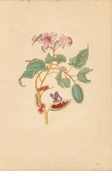The Rocu Tree with Caterpillars, Moths, and Butterflies
