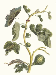 White Guava (from the Book Metamorphosis insectorum Surinamensium, 1705)