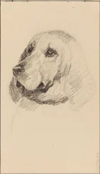 Head of a Dog
