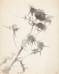 Thistles