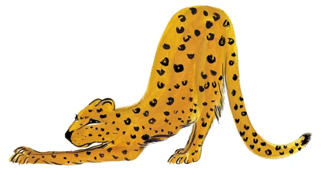 Big Cat Stretch, 2020