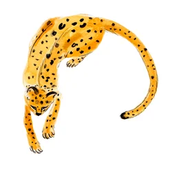 Curled Leopard, 2020