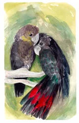 Glossy Black Cockatoos, 2020