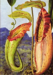 A New Pitcher Plant from the Limestone Mountains of Sarawak, Borneo
