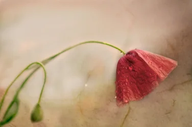 Delicate Poppy Bloom