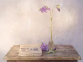 Dreamy Columbine Still Life