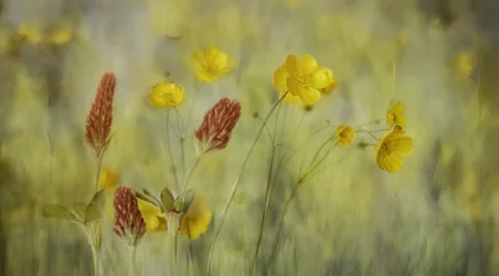 Dreamy Meadow Flowers