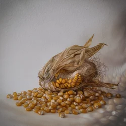 Golden Corn Harvest