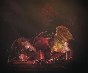 Moody Autumn Leaves