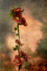 Rustic Flowering Branch