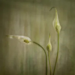Serene Lily Blooms