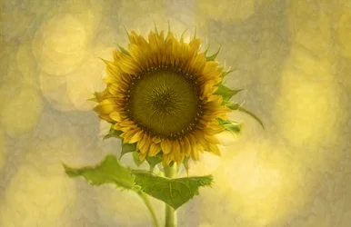 Soft Golden Sunflower