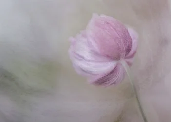 Soft Pink Bloom