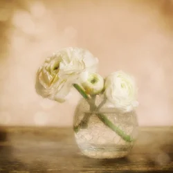 Soft Ranunculus Bloom