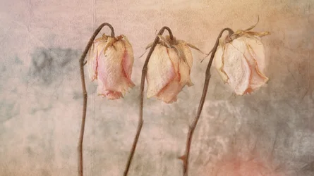 Three Faded Roses