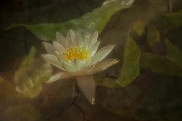 Tranquil Water Lily
