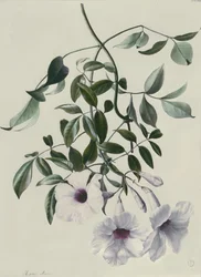Jasmine