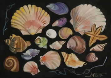 Colorful Ocean Shells