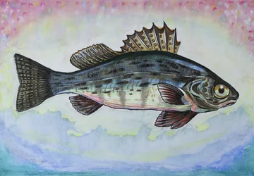 Dreamy Perch Fish
