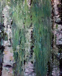 Green Mossy Birch Bark