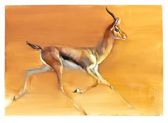 Arabian Gazelle