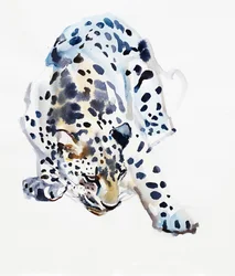 Arabian Leopard