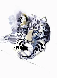 Arabian Leopard, 2008