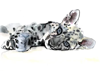 Arabian Leopard Cub, 2008