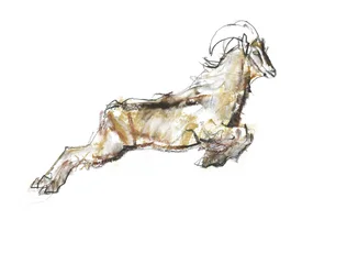 Arabian Tahr, 2009