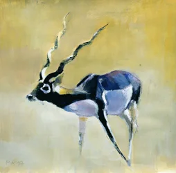 Black Buck, Velavadar, 1997