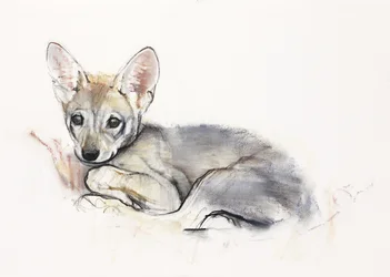 Curled Arabian Wolf Pup