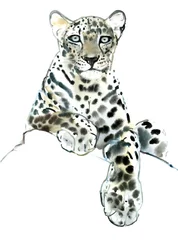 Direct (Arabian Leopard)