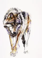 European Wolf