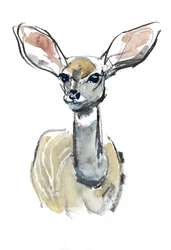 Kudu Fawn, Sarara