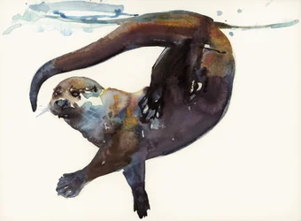 Otter Study II - 