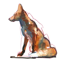 Pyramid fox