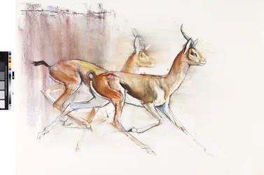 Running Arabian Gazelles, 2010