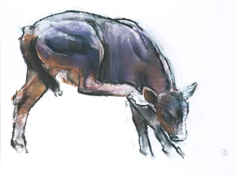 Scratching Calf, 2006