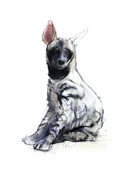 Striped Hyaena Pup (seated)