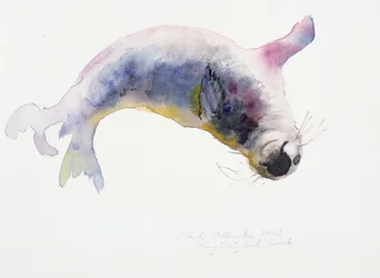 Young Grey Seal, Gweek