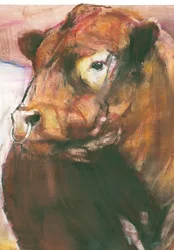 Zeus, Red Belted Galloway Bull (detail)