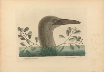 A Thymelaea with Blunt Leaves; Anseri Bassano etc.: The Great Booby, Plate 86 from the 