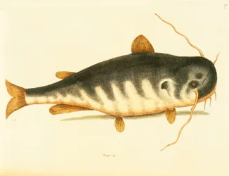 Catfish, plate 23, vol. 1 from the 
