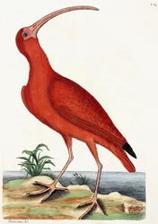 Curlew, Numenius
