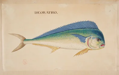A fish