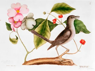 Dogwood: Cornus florida, and Mocking Bird from the Natural History of Carolina