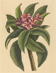 Red Frangipanni Plumeria rubra