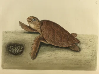Testudo Caretta. The Hawks-Bill Turtle