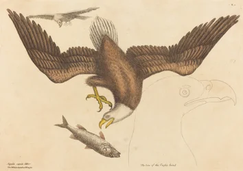 The Bald Eagle