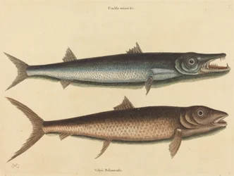 The Barracuda